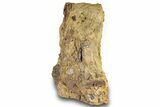 Sandstone with Hadrosaur Tooth, Tendon & Gar Scales - Wyoming #301787-1